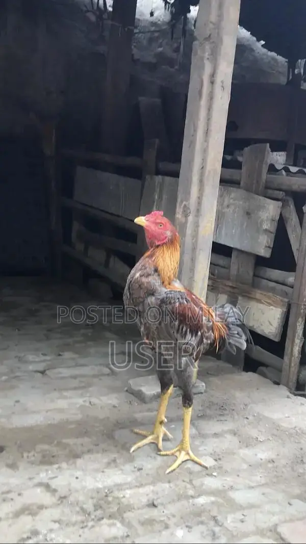 Large Bone Male Burmi Dog Puppy 9 Months Old Premium Breed