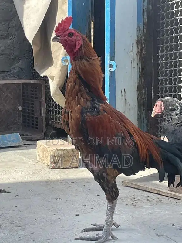 Premium Black Nok Nali Burmi Murga Breed Chicken