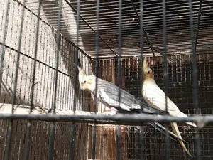 Photo - Exotic Cocktail Chick Breeding Pair
