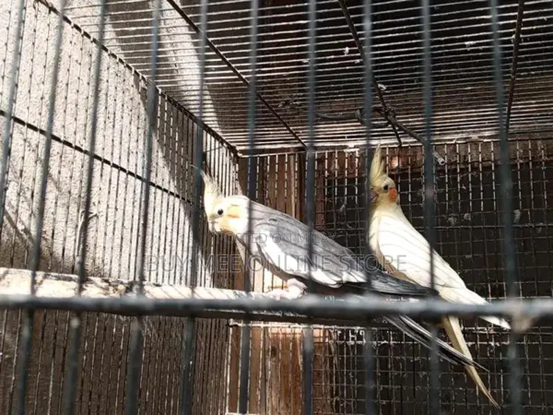 Exotic Cocktail Chick Breeding Pair