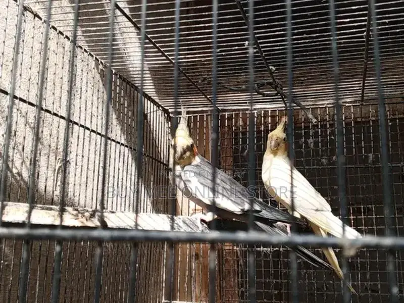Exotic Cocktail Chick Breeding Pair