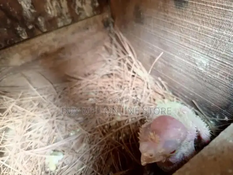 Exotic Cocktail Chick Breeding Pair