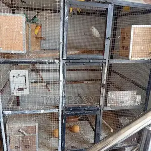 Photo - Love Birds Breeding Pair with Cage - Ready for Adoption