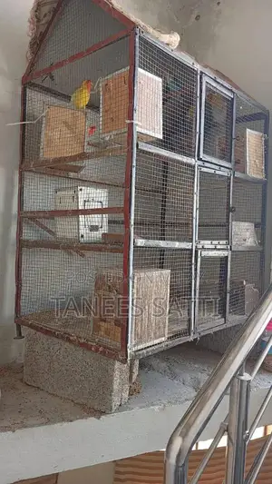 Love Birds Breeding Pair with Cage - Ready for Adoption