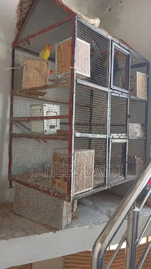 Love Birds Breeding Pair with Cage - Ready for Adoption