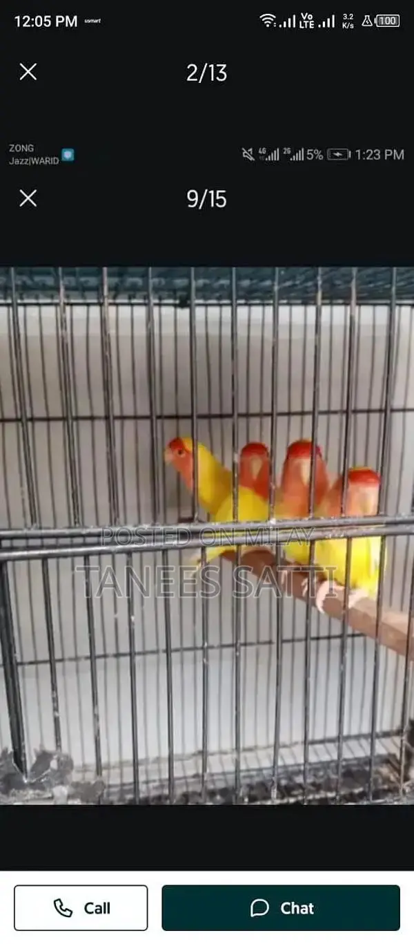 Love Birds Breeding Pair with Cage - Ready for Adoption