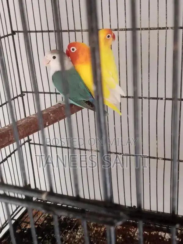 Love Birds Breeding Pair with Cage - Ready for Adoption