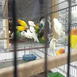 Love Birds Breeding Pair with Cage - Ready for Adoption