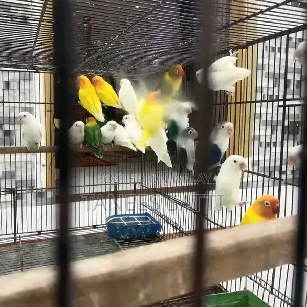 Love Birds Breeding Pair with Cage - Ready for Adoption