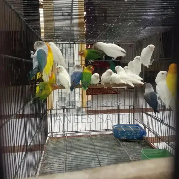 Love Birds Breeding Pair with Cage - Ready for Adoption