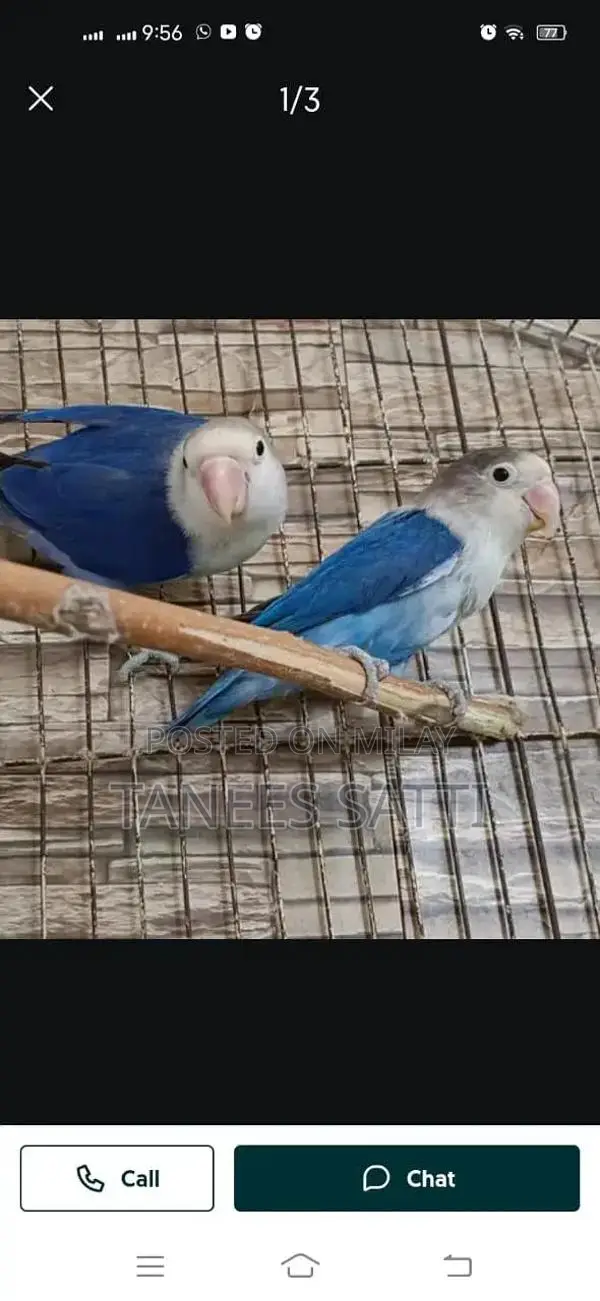 Love Birds Breeding Pair with Cage - Ready for Adoption