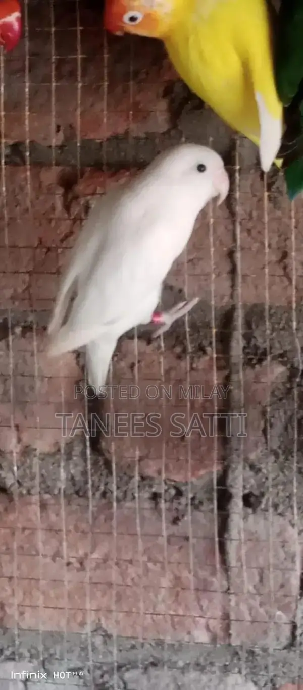 Love Birds Breeding Pair with Cage - Ready for Adoption