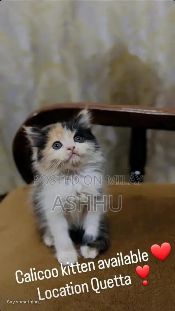 Calico and Blue Mixed Color Kittens for Sale