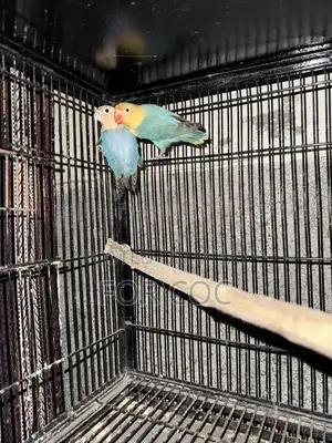 Photo - Rare Parblue Opaline Palefellow Breeding Pair