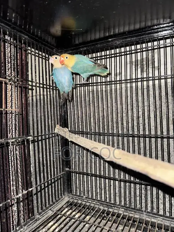 Rare Parblue Opaline Palefellow Breeding Pair