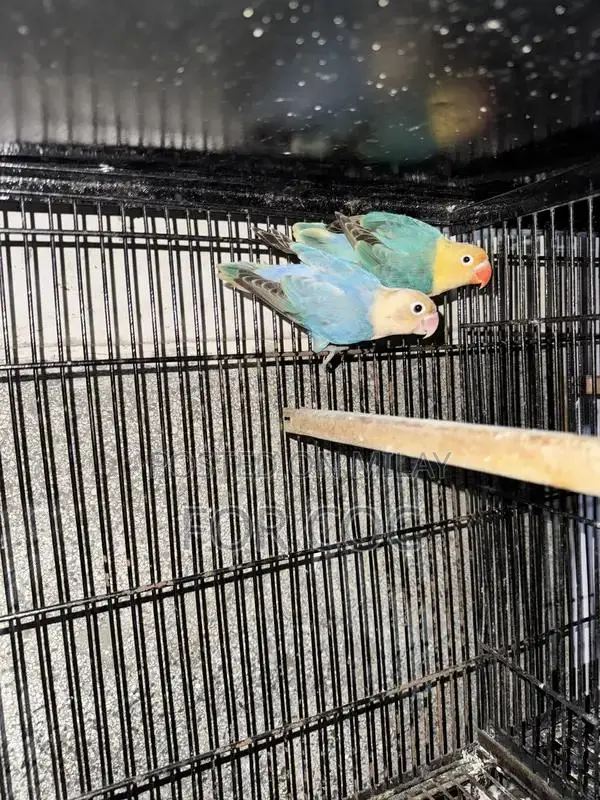 Rare Parblue Opaline Palefellow Breeding Pair