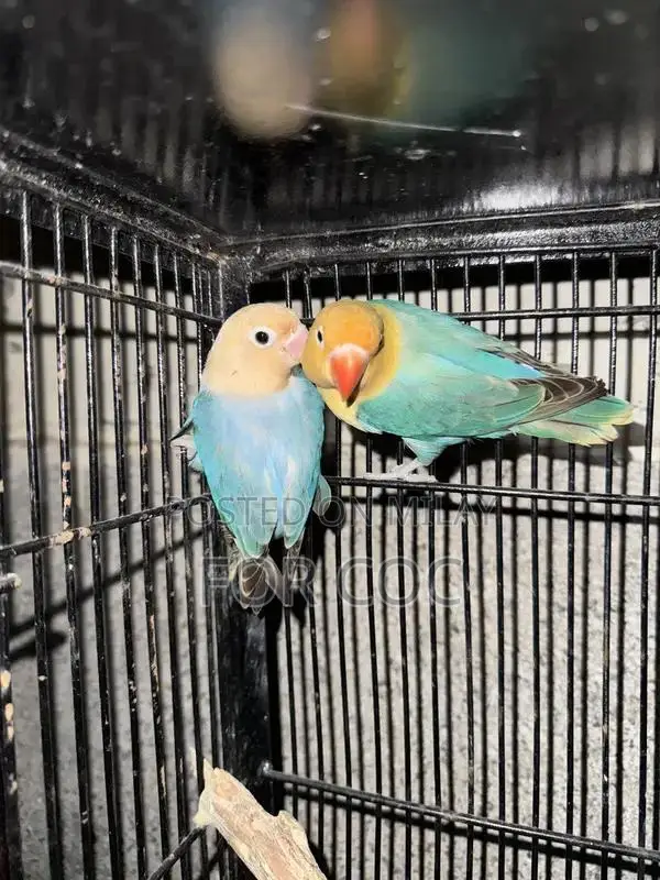 Rare Parblue Opaline Palefellow Breeding Pair