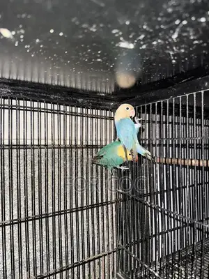 Rare Parblue Opaline Palefellow Breeding Pair