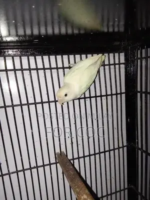 Rare Parblue Opaline Palefellow Breeding Pair