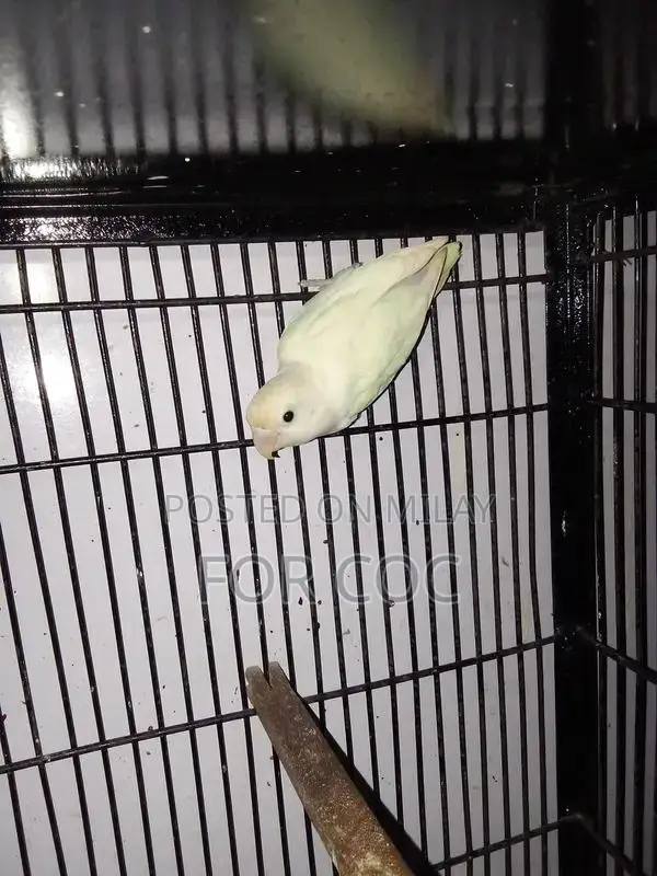 Rare Parblue Opaline Palefellow Breeding Pair