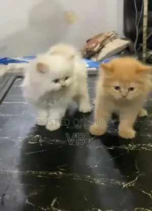 Photo - Persian Blue-Eyed Kittens - Healthy and Active Breed