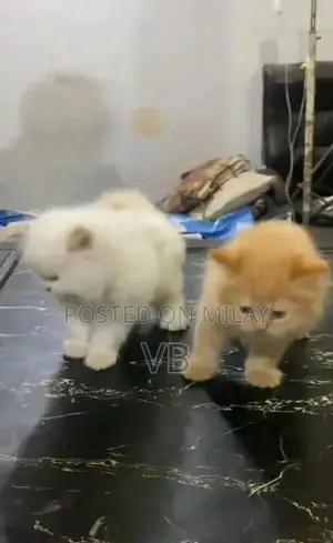 Persian Blue-Eyed Kittens - Healthy and Active Breed