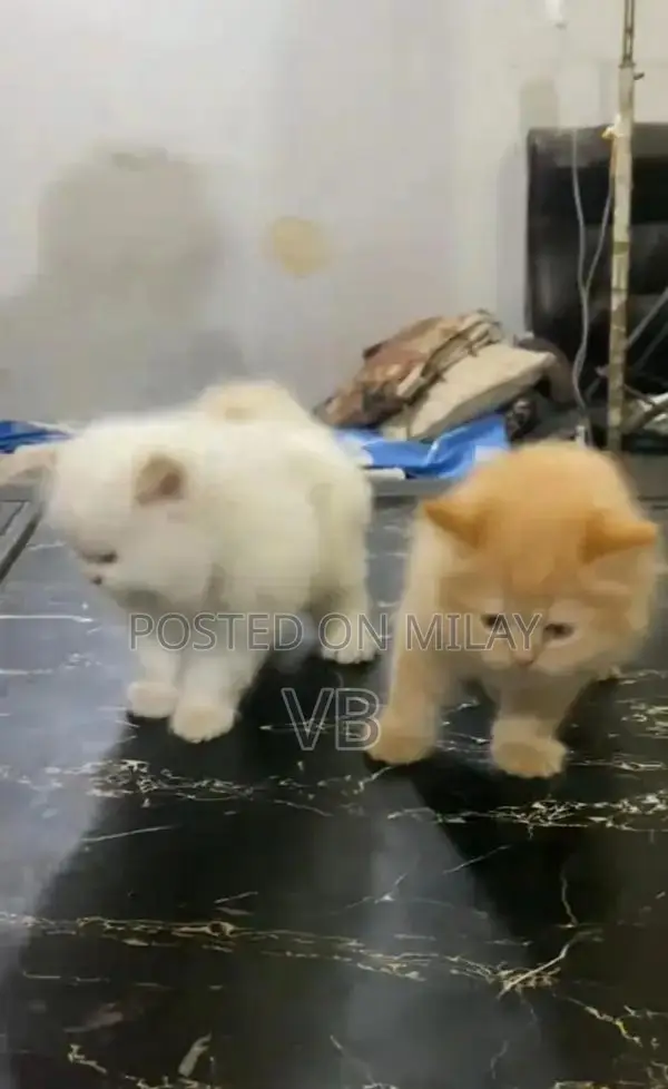 Persian Blue-Eyed Kittens - Healthy and Active Breed