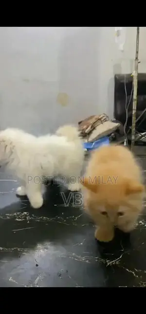 Persian Blue-Eyed Kittens - Healthy and Active Breed