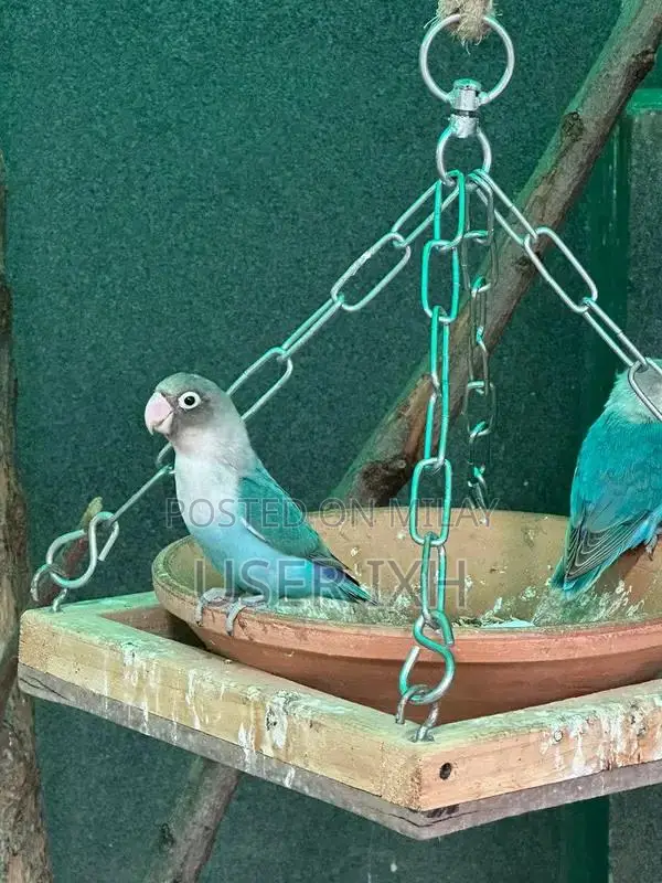 Love Birds Cage Set - Breeding Pair with Housing