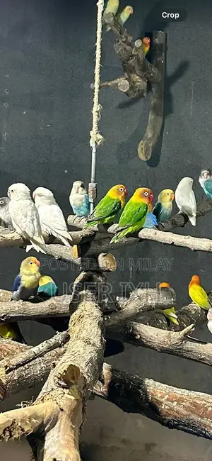 Love Birds Cage Set - Breeding Pair with Housing