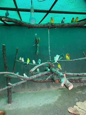 Love Birds Cage Set - Breeding Pair with Housing