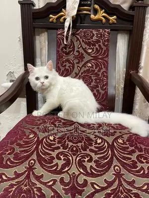 Photo - Persian Cat: Pure Breed, Adorable Companion