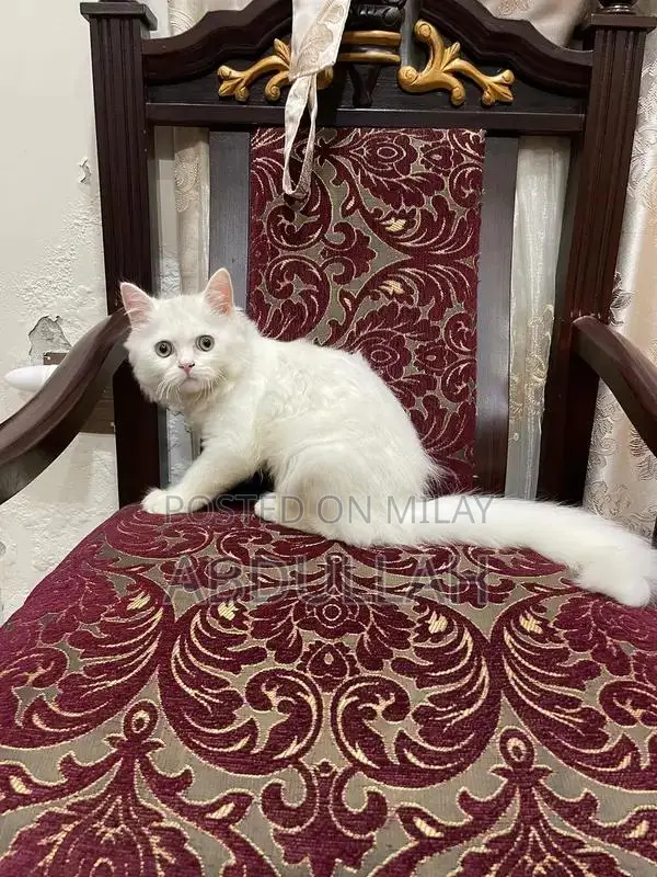 Persian Cat: Pure Breed, Adorable Companion