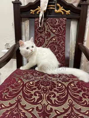 Persian Cat: Pure Breed, Adorable Companion