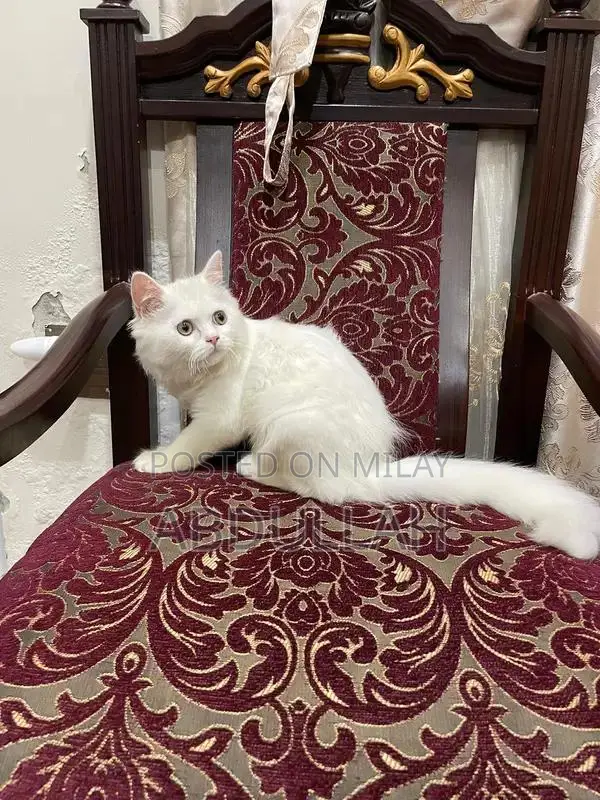 Persian Cat: Pure Breed, Adorable Companion