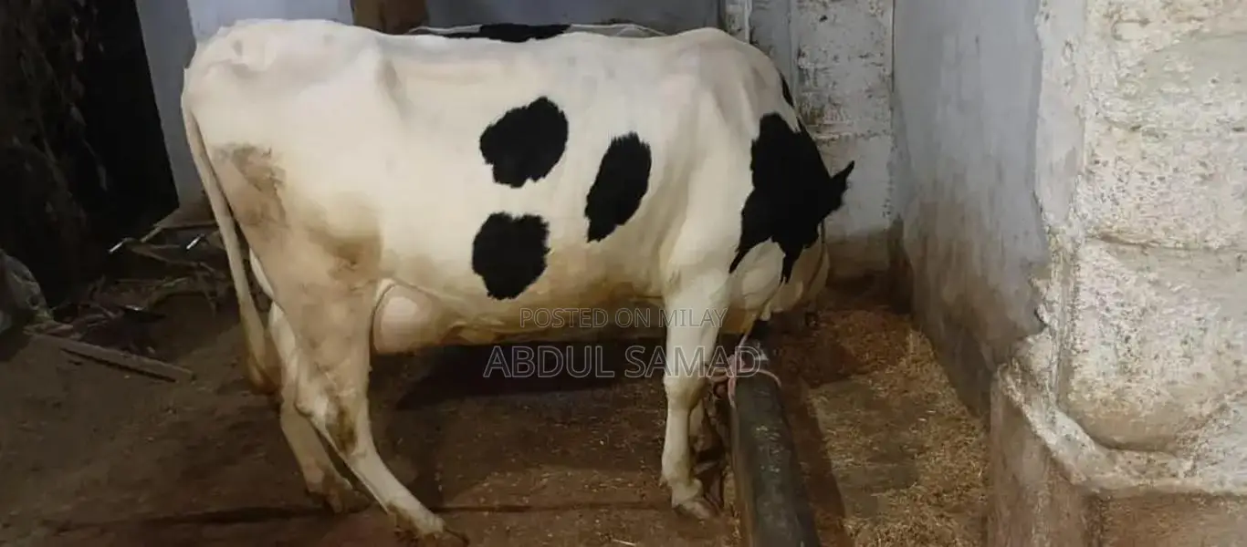 Frezan Caw - High-Quality Agricultural Livestock Product