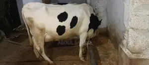 Frezan Caw - High-Quality Agricultural Livestock Product