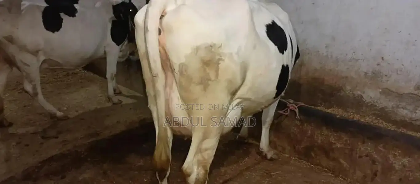 Frezan Caw - High-Quality Agricultural Livestock Product