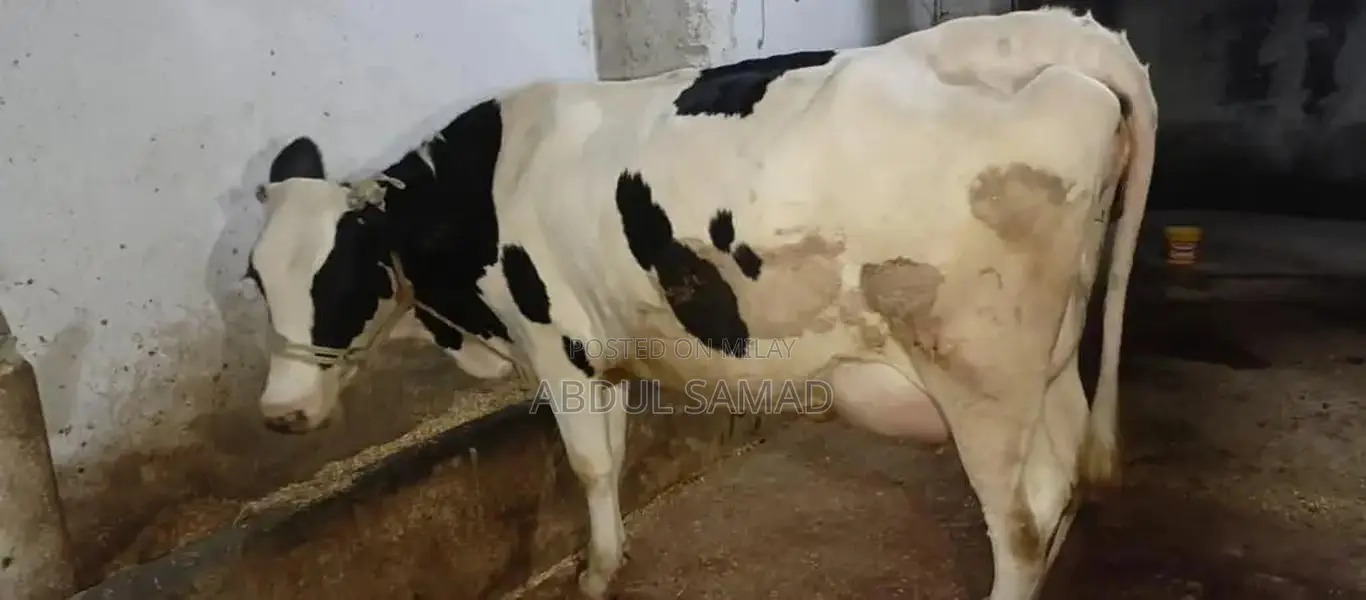 Frezan Caw - High-Quality Agricultural Livestock Product