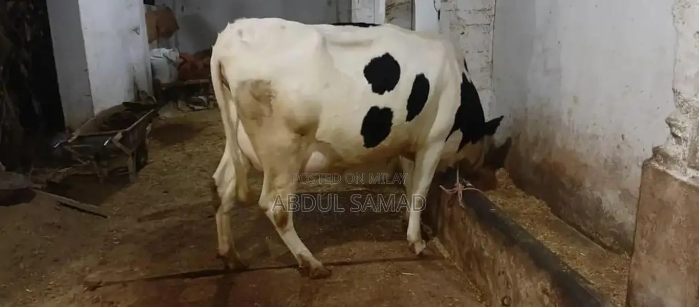 Frezan Caw - High-Quality Agricultural Livestock Product