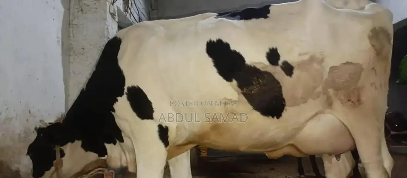 Frezan Caw - High-Quality Agricultural Livestock Product