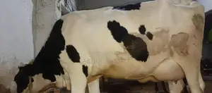 Frezan Caw - High-Quality Agricultural Livestock Product