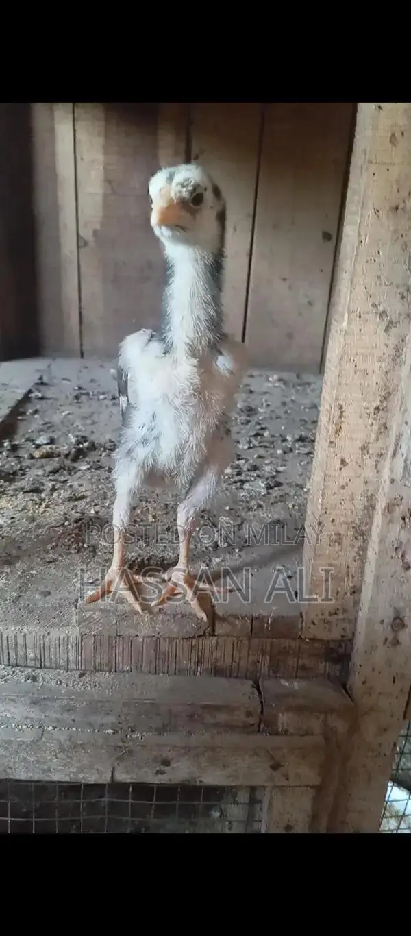 Pure German Shamo Chicks - Black and White Breeding Pair