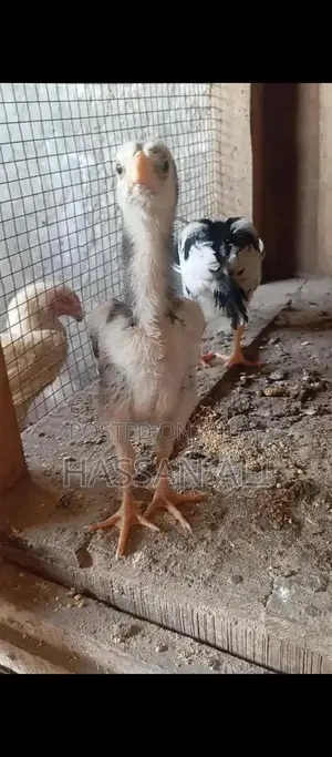 Pure German Shamo Chicks - Black and White Breeding Pair
