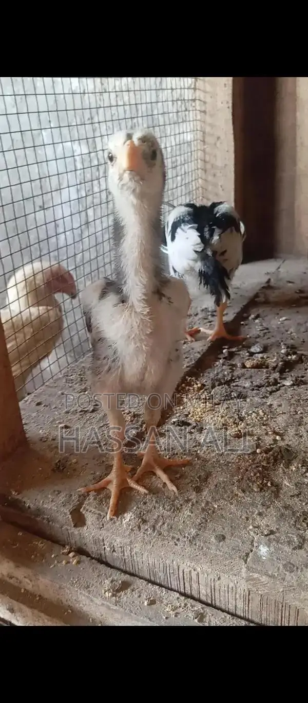 Pure German Shamo Chicks - Black and White Breeding Pair