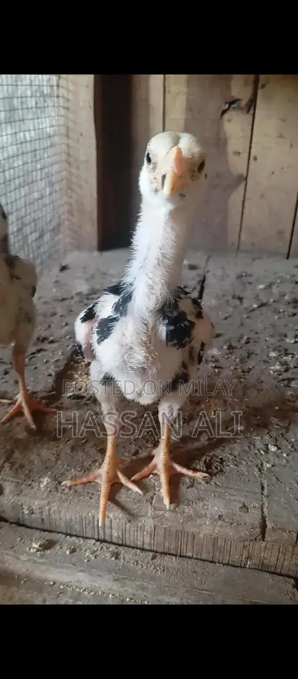 Pure German Shamo Chicks - Black and White Breeding Pair