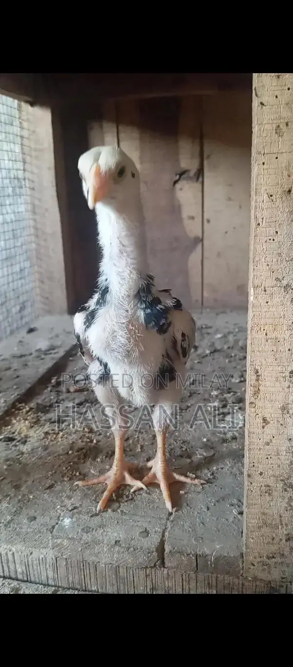 Pure German Shamo Chicks - Black and White Breeding Pair