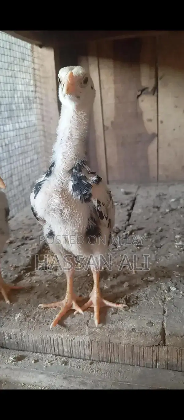 Pure German Shamo Chicks - Black and White Breeding Pair