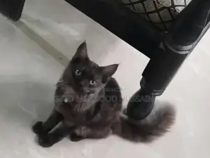 Photo - Gray and Black Persian Cat - Elegant and Loving Companion