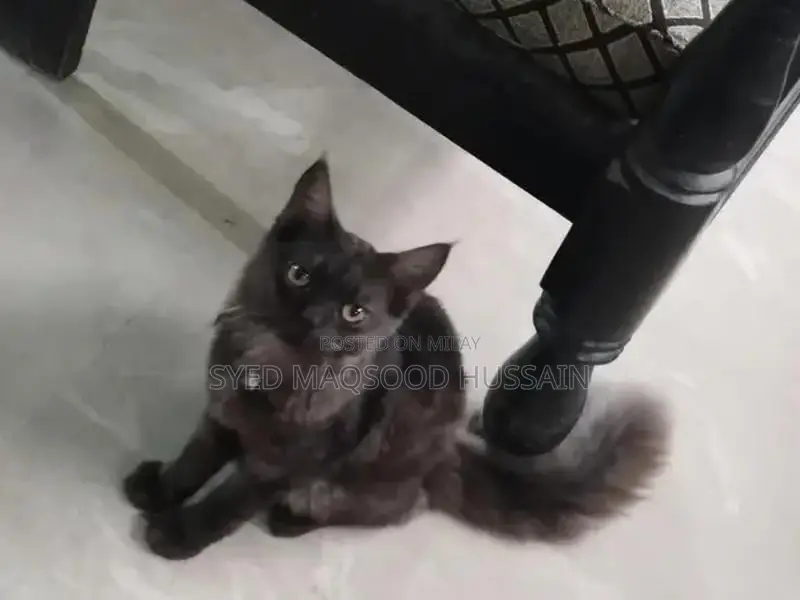 Gray and Black Persian Cat - Elegant and Loving Companion